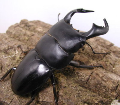 ダイオウヒラタクワガタ