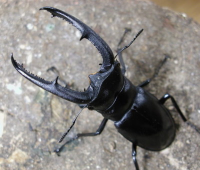 �}���f�B�u�����X