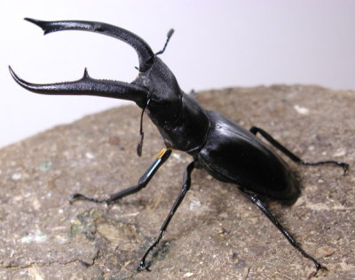 �}���f�B�u�����X